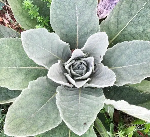 mullein leaves for survival toilet paper