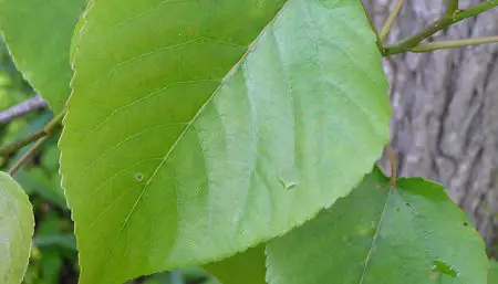 use cottonwood leaves as a substitute for toilet paper