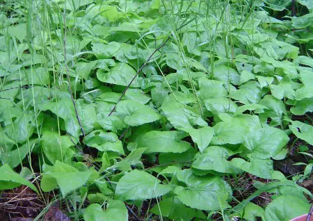 wipe without toilet paper using large leaf aster